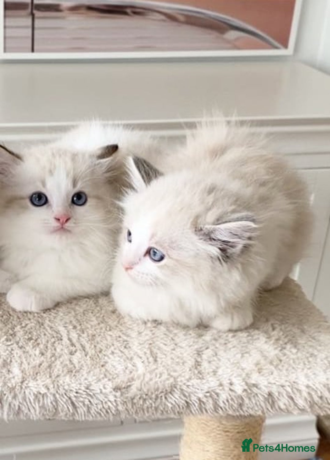 Ragdoll cats for sale: INDOOR TWO MALE GCCF REGISTERED RAGDOLL KITTENS - Image 14