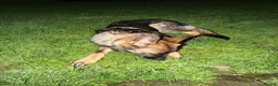 German Shepherd dogs for sale: 1 year old German Shepherd male - Advert 7