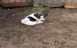 Jack Russell dogs for sale: Jack Russel pups - Image 8