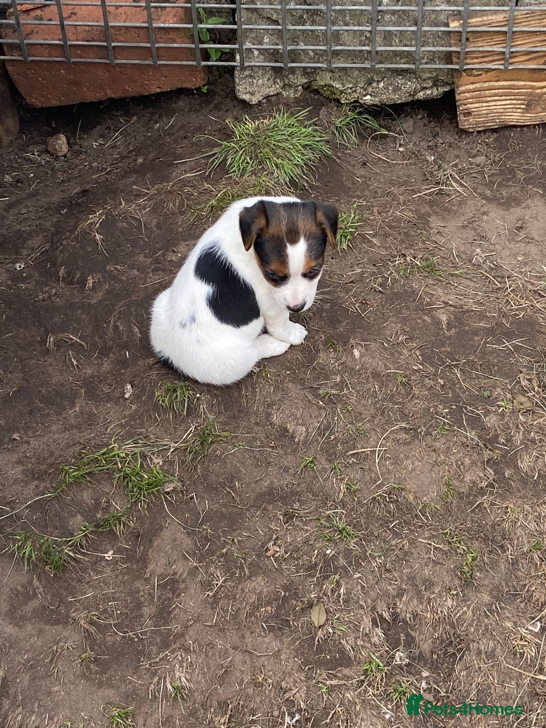 Jack Russell dogs for sale: Jack Russel pups - Image 8