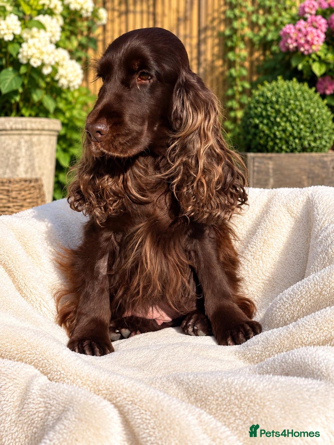 Cocker Spaniel dogs Meet the lovely Letty - Advert 1