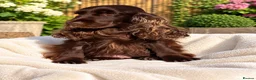 Cocker Spaniel dogs for sale: Meet the lovely Letty - Advert 1