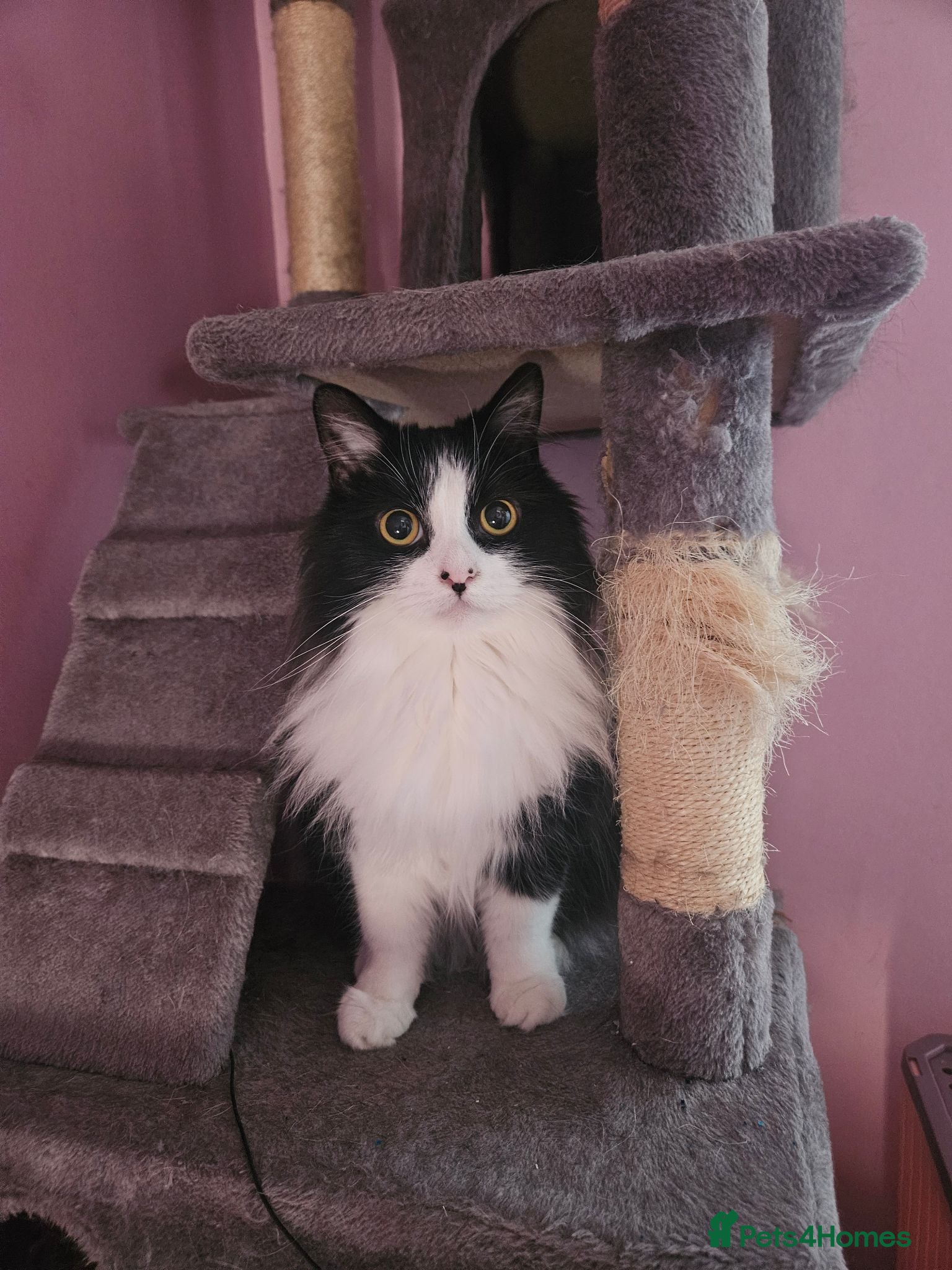 Mixed Breed cats Loving home required  - Advert 5