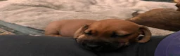 Mixed Breed dogs for sale: Miniature Daschund x 1/8th Border Terrier Puppies in Grantham - Advert 17