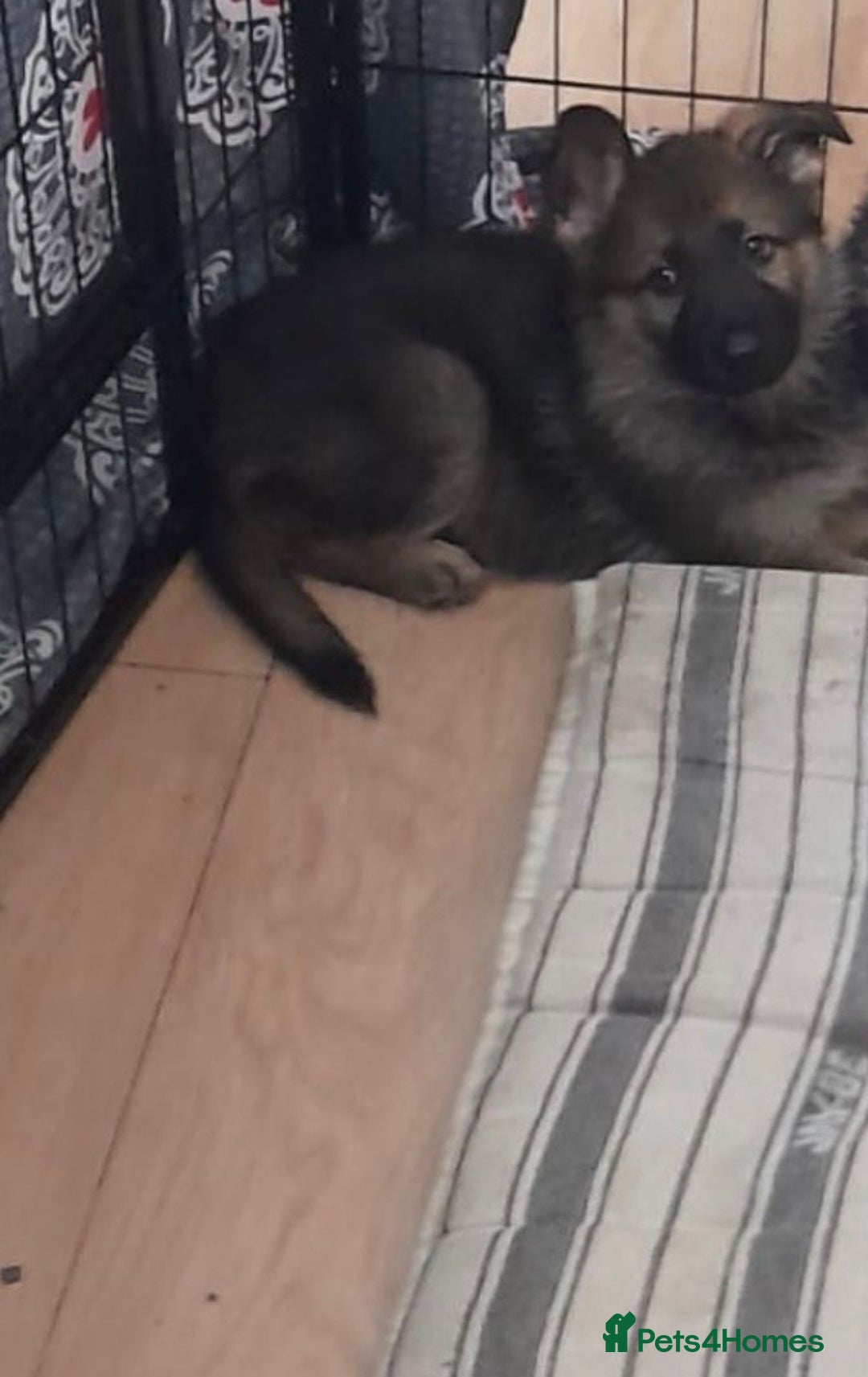 German Shepherd dogs for sale: GERMAN SHEPHERD PUPPY 8 WEEKS - Advert 6