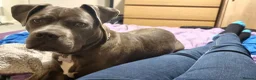 Mixed Breed dogs for sale: 9 month old beautiful Cane Corso X Staffie Boy 🐕 in Great Yarmouth - Advert 2
