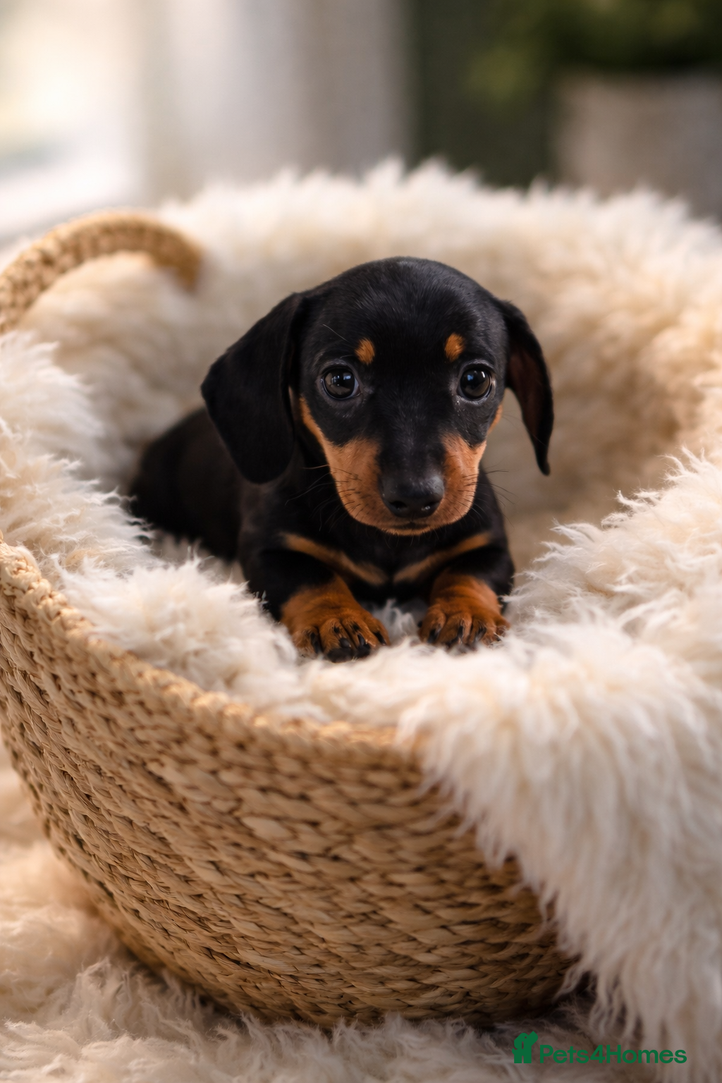 Miniature Dachshund dogs PRA CLEAR KC REGISTERED MIN DACHSHUND GIRL - Advert 1