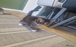 Mixed Breed cats for sale: Kittens - Image 3
