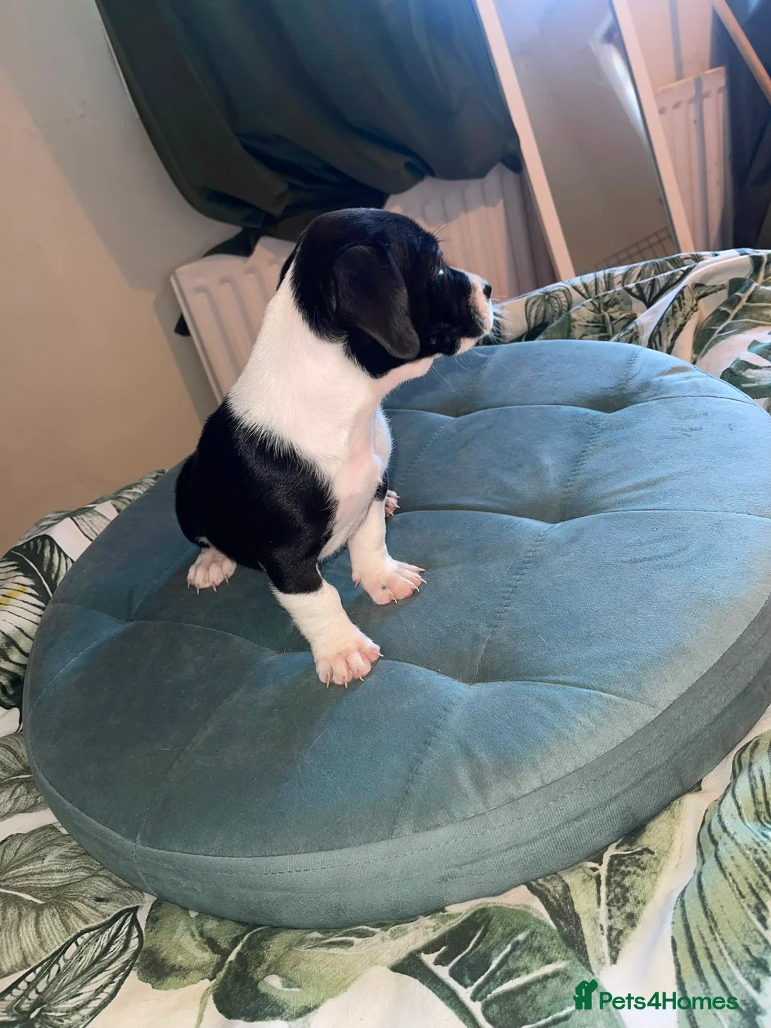 Mixed Breed dogs for sale: Gorgeous mixed collie-poodle-french mix  - Advert 18