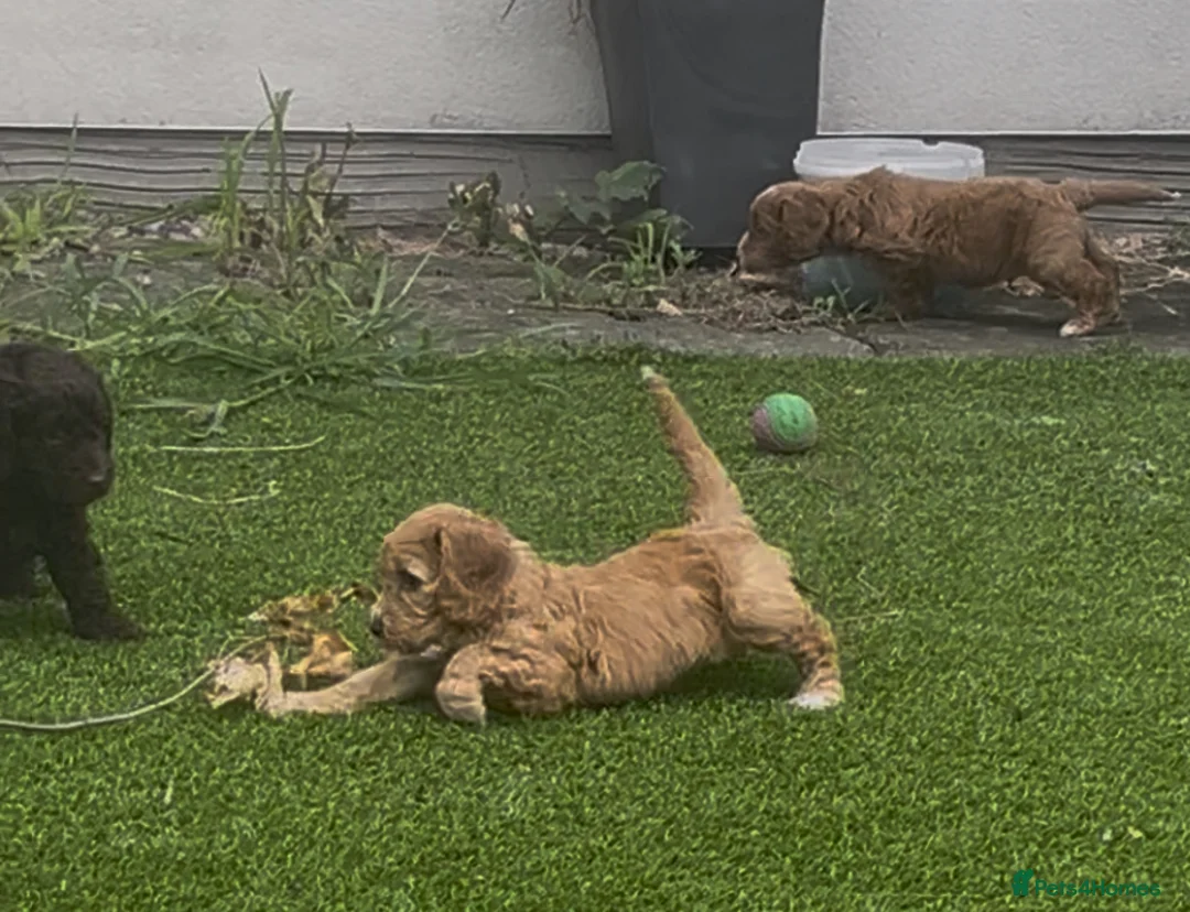 Cockapoo dogs for sale: F1 cockapoos registered breeder  - Advert 2