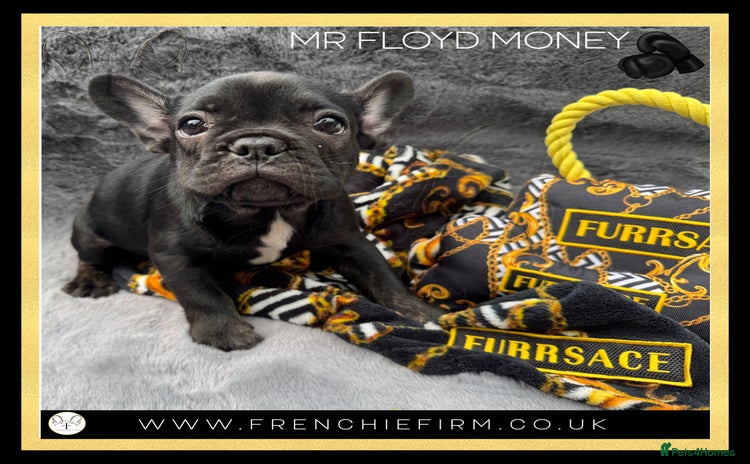 French Bulldog dogs in Brighton - Advert 1