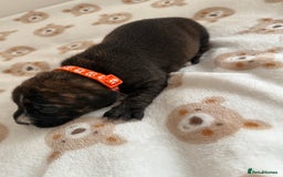 Staffordshire Bull Terrier dogs for sale: Beautiful puppies staffordshire bull terier 🥰 - Image 10