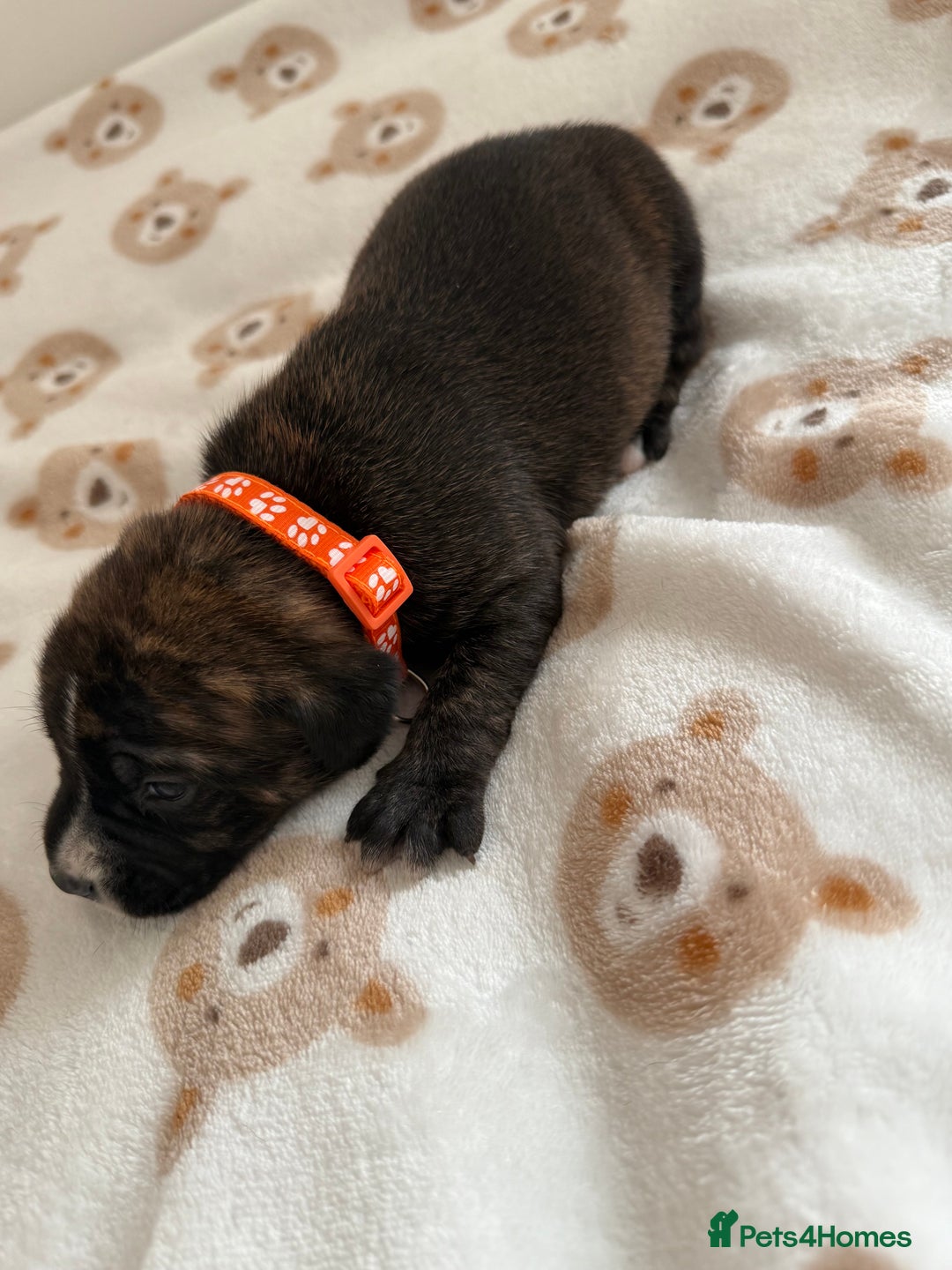 Staffordshire Bull Terrier dogs for sale: Beautiful puppies staffordshire bull terier 🥰 - Image 10