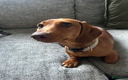 Miniature Dachshund dogs for sale: Urgent rehome needed - Image 4