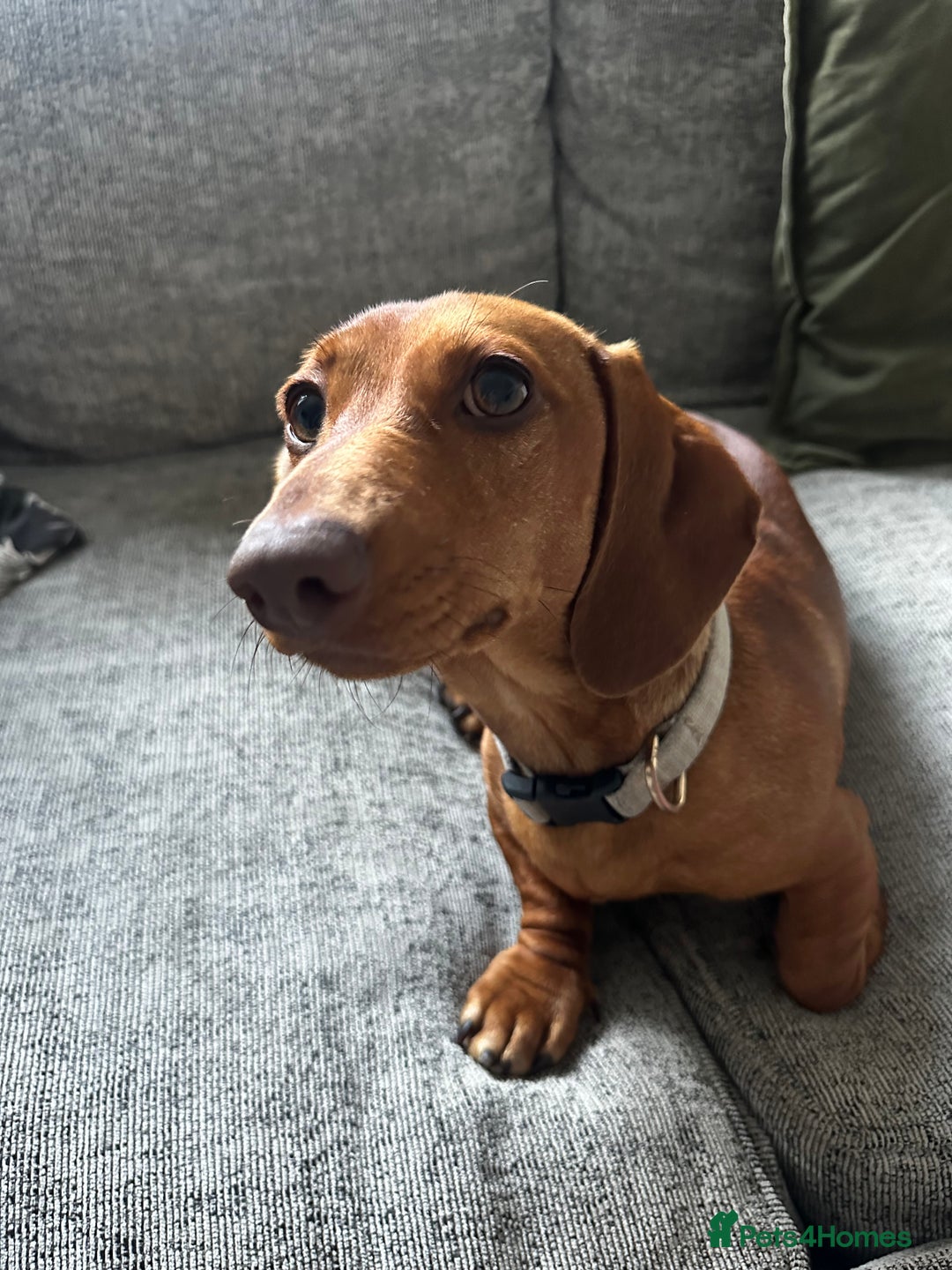 Miniature Dachshund dogs for sale: Urgent rehome needed - Image 4
