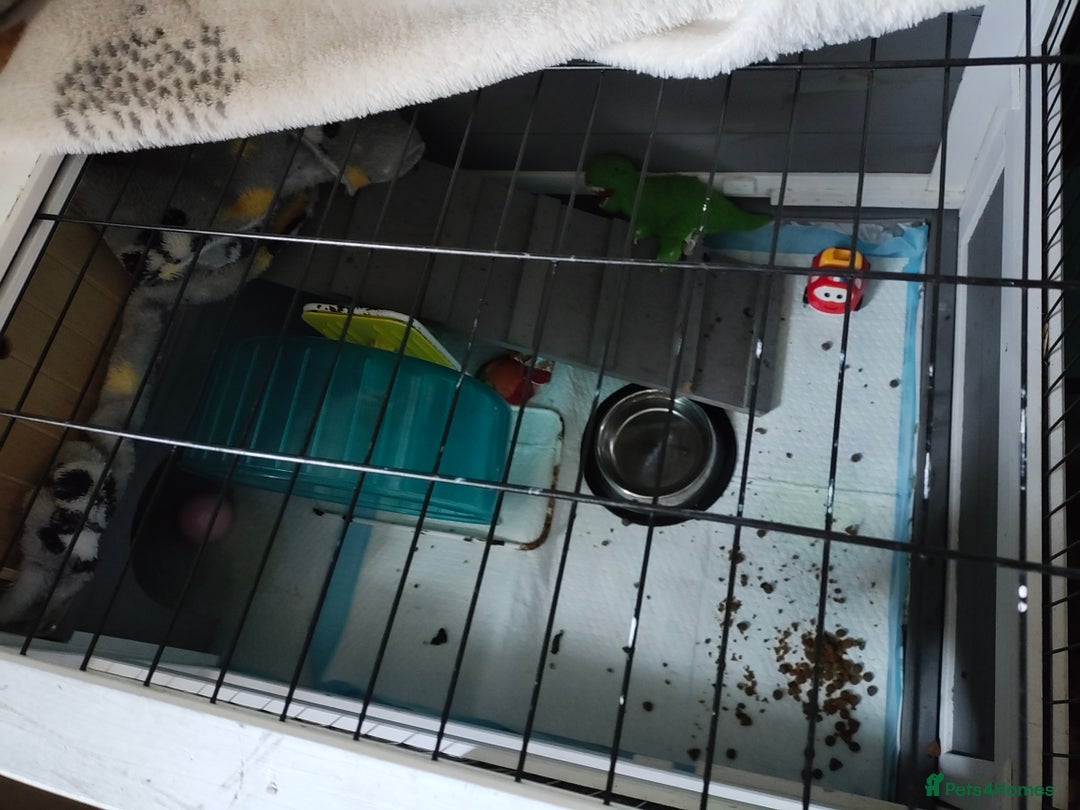 Pygmy Hedgehog rodents for sale: Pygmy hedgehog and cage - Image 5