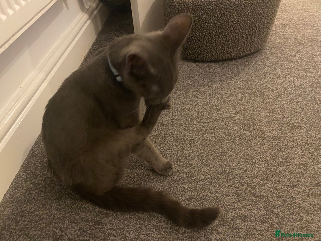 Mixed Breed cats for sale: 2 year old female  - Image 2