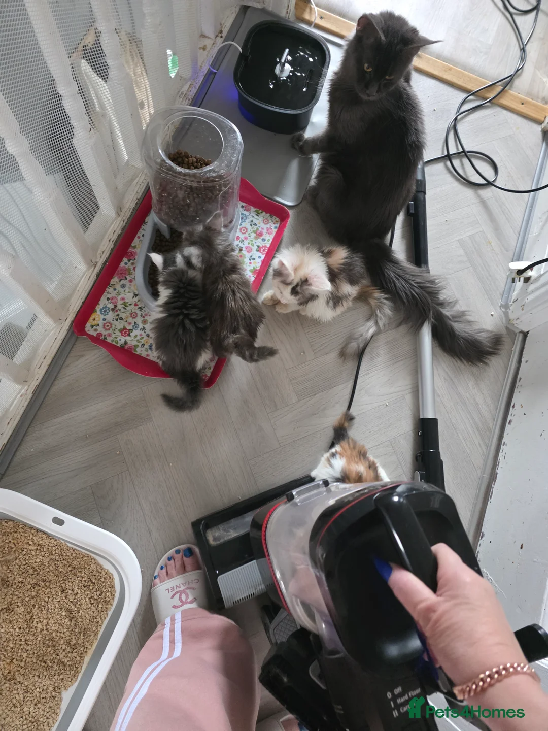 Maine Coon cats for sale: STUNNING MAINE COON KITTENS  - Advert 9