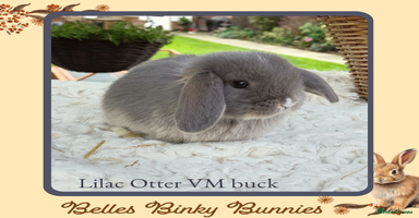 Mini Lop rabbits - Advert 1