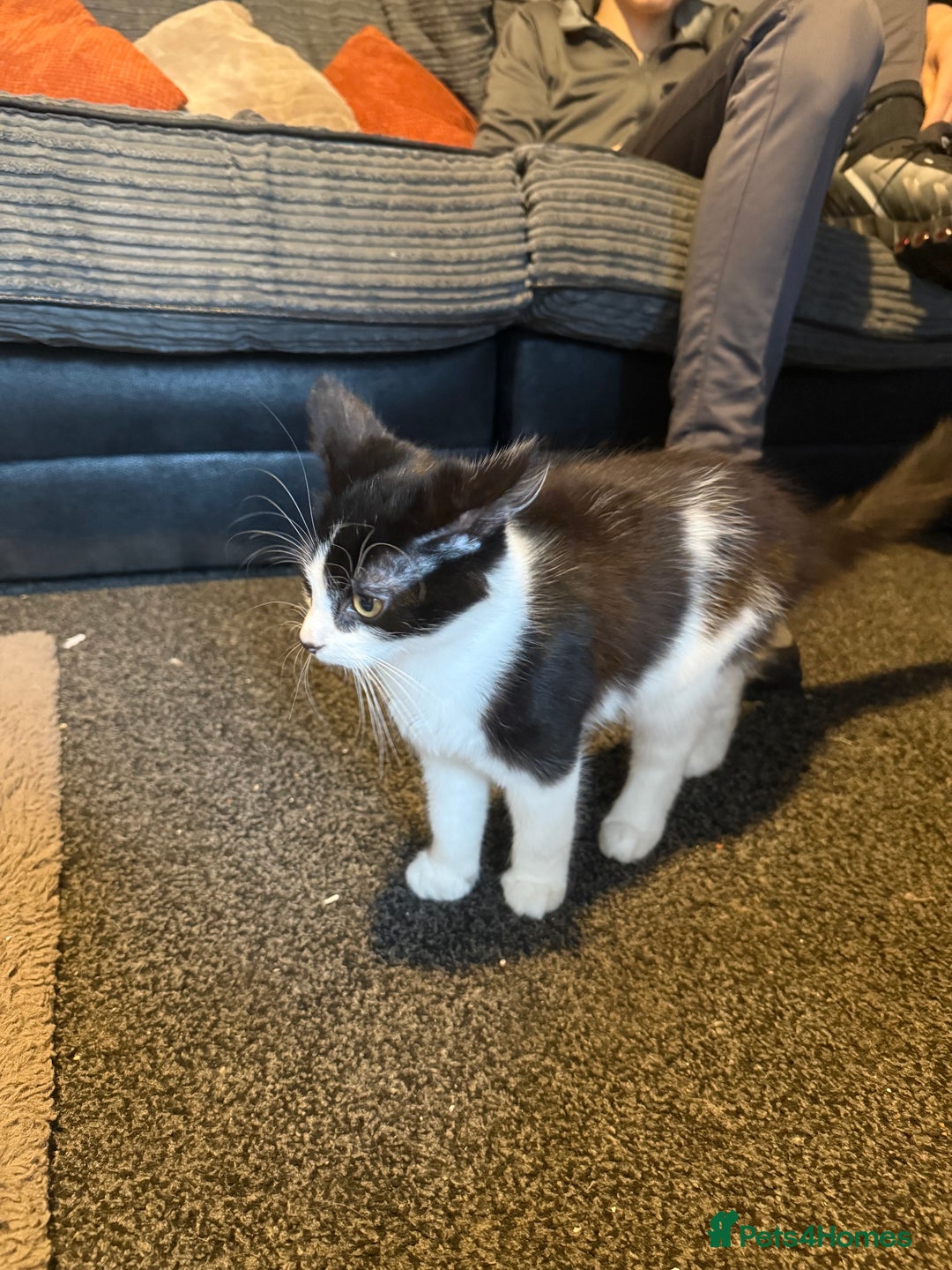 British Shorthair cats for sale: Mr oreo - Image 1