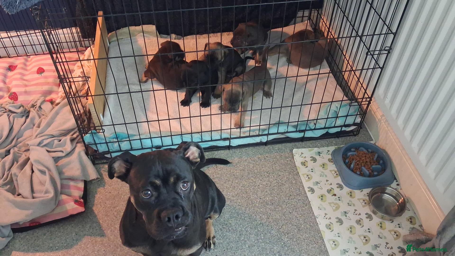 Mixed Breed dogs Beautiful English bulldog X Cane corso puppies - Advert 1