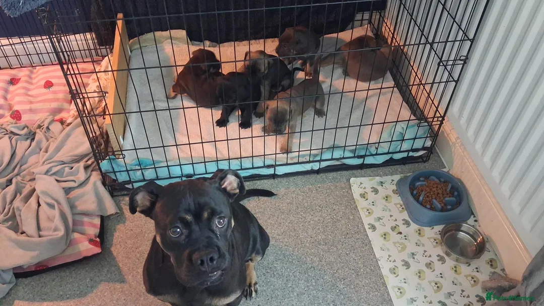 Mixed Breed dogs for sale: Beautiful English bulldog X Cane corso puppies - Advert 1