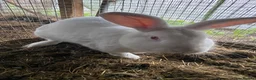 Mixed Breed rabbits for sale: New zealand, rex and mixed doves for sale! - Advert 20