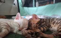 Bengal cats for sale: Stunning pure Bengal Kittens - Image 15