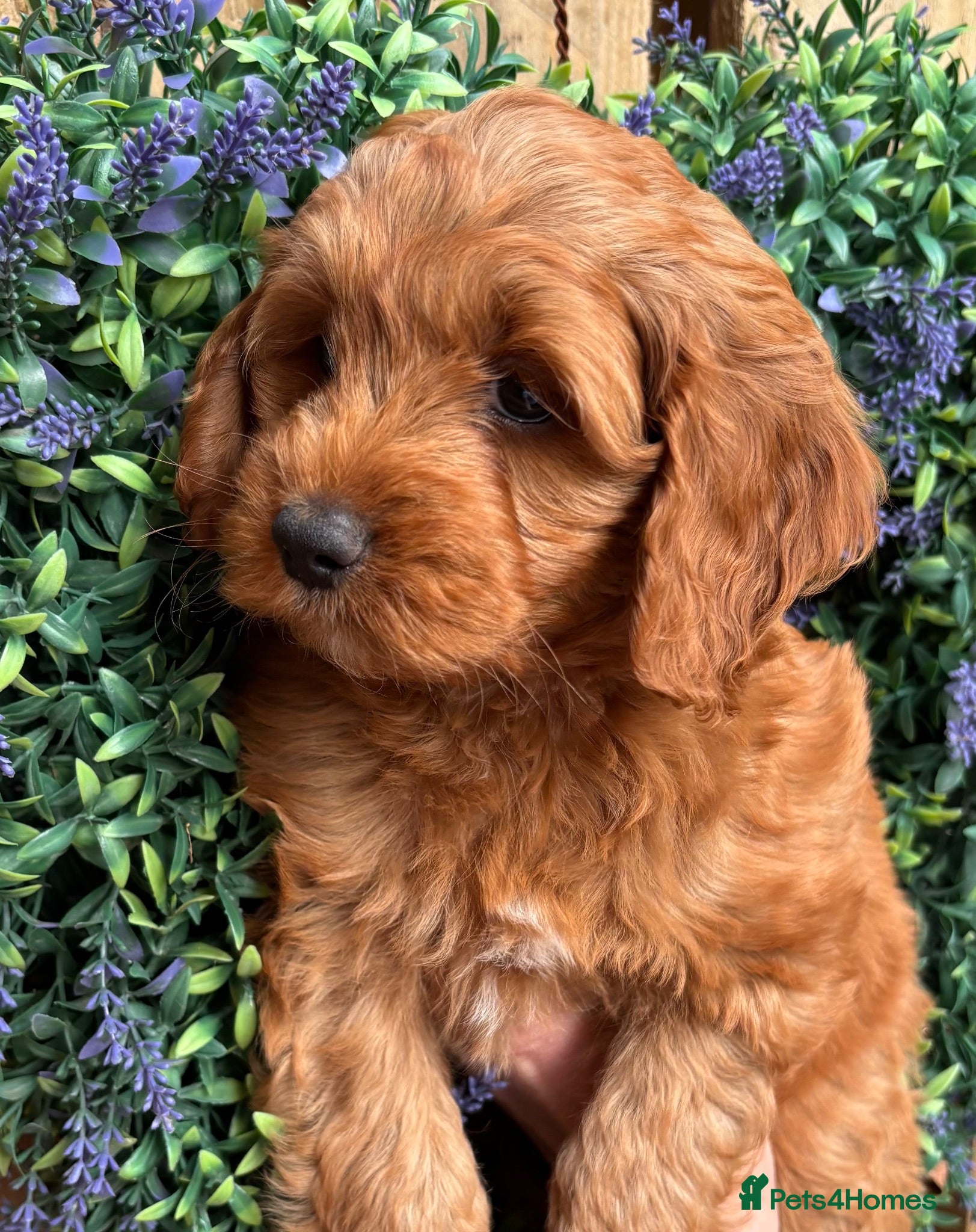 Cockapoo dogs READY NOW Toy cockapoo puppies.  - Advert 5