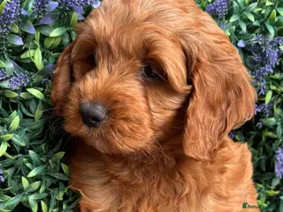 Cockapoo dogs READY NOW Toy cockapoo puppies. - Advert 5