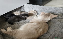 Burmese cats for sale: Beautiful Burmese x British kittens for sale 🤍  - Image 5