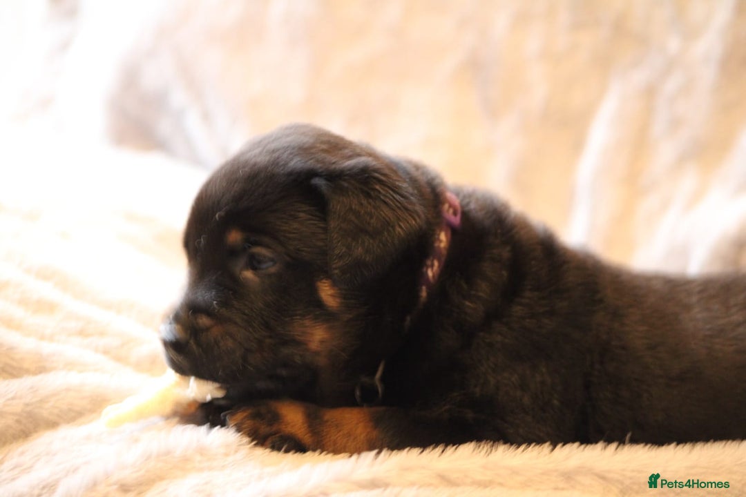 Mixed Breed dogs for sale: Rottweiler/pressa f1 - Image 26
