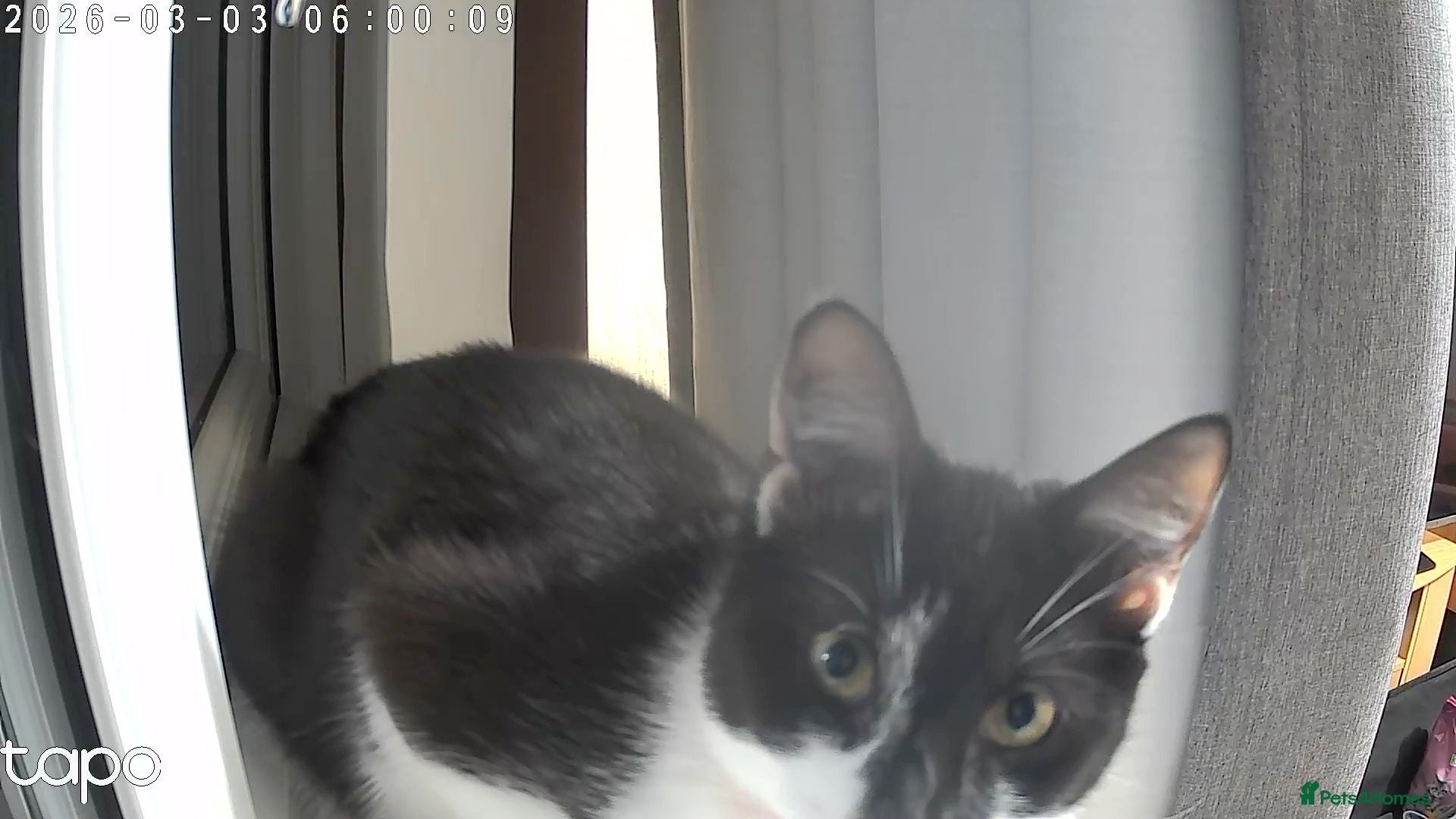 Domestic Shorthair cats Domestic shorthair male - Advert 1