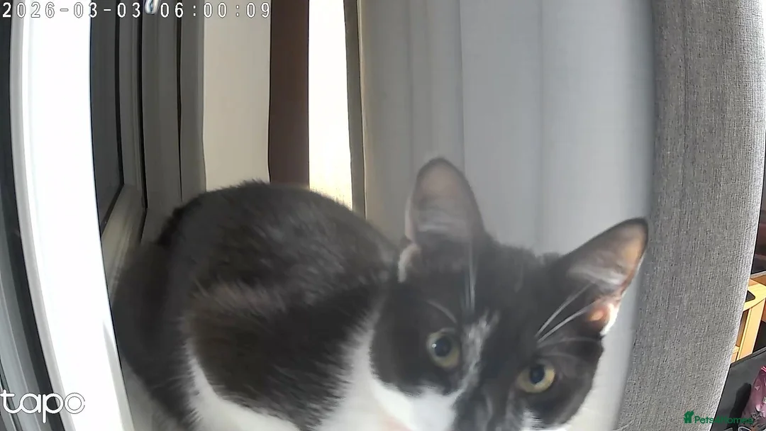 Domestic Shorthair cats for sale: Domestic shorthair male in Prenton - Advert 1