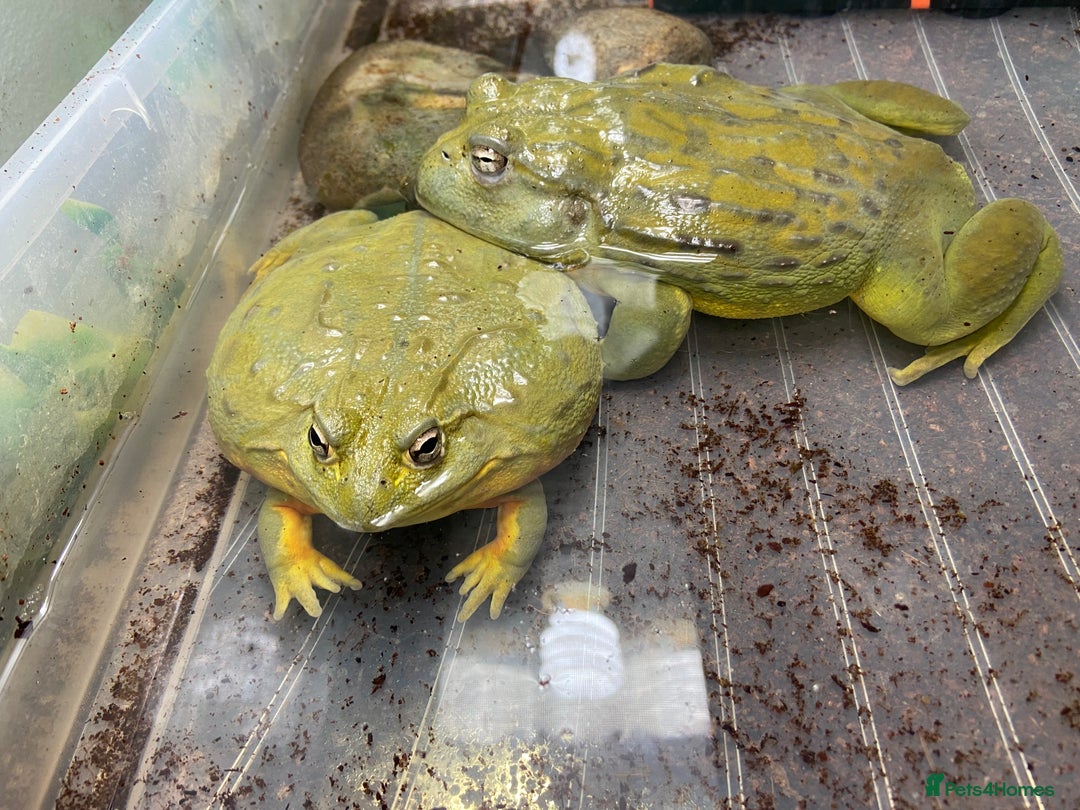 Frog reptiles for sale: Pair of Giant African Bullfrogs with Setup  - Image 4