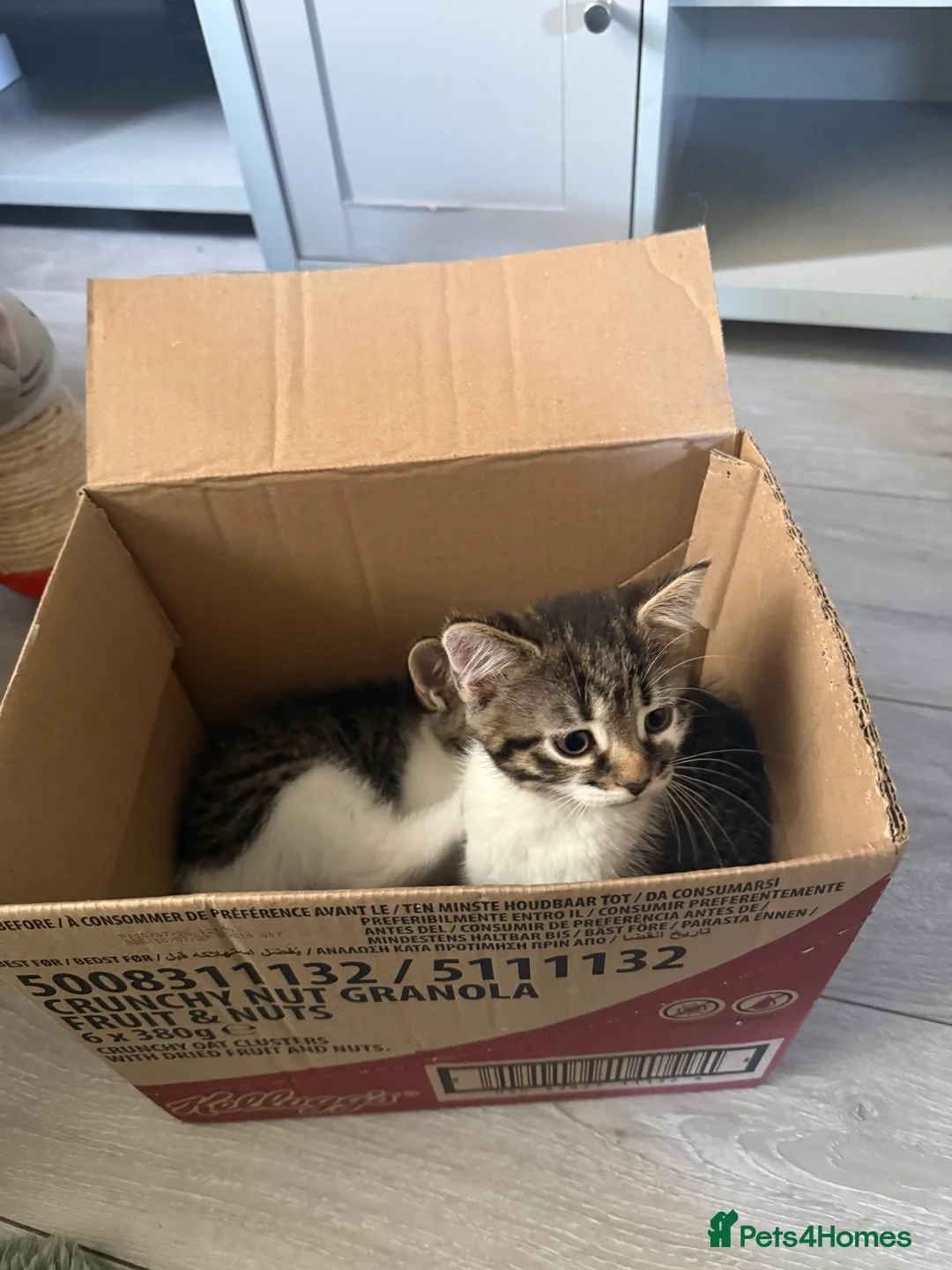Mixed Breed cats for sale: Male Kittens needing new homes  in Swansea - Advert 2