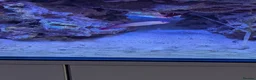 Other/Mixed Breed fish for sale: Marine fish  - Advert 8
