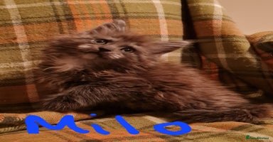 Maine Coon cats - Advert 8