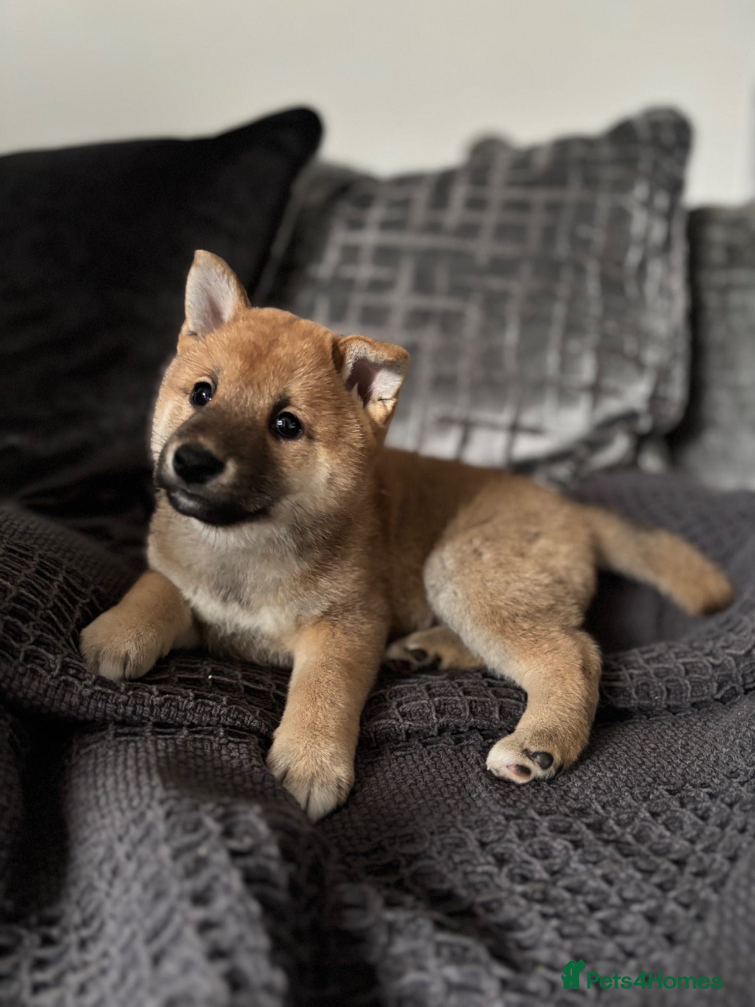 Japanese Shiba Inu dogs Japanese Shiba Inu  - Advert 12