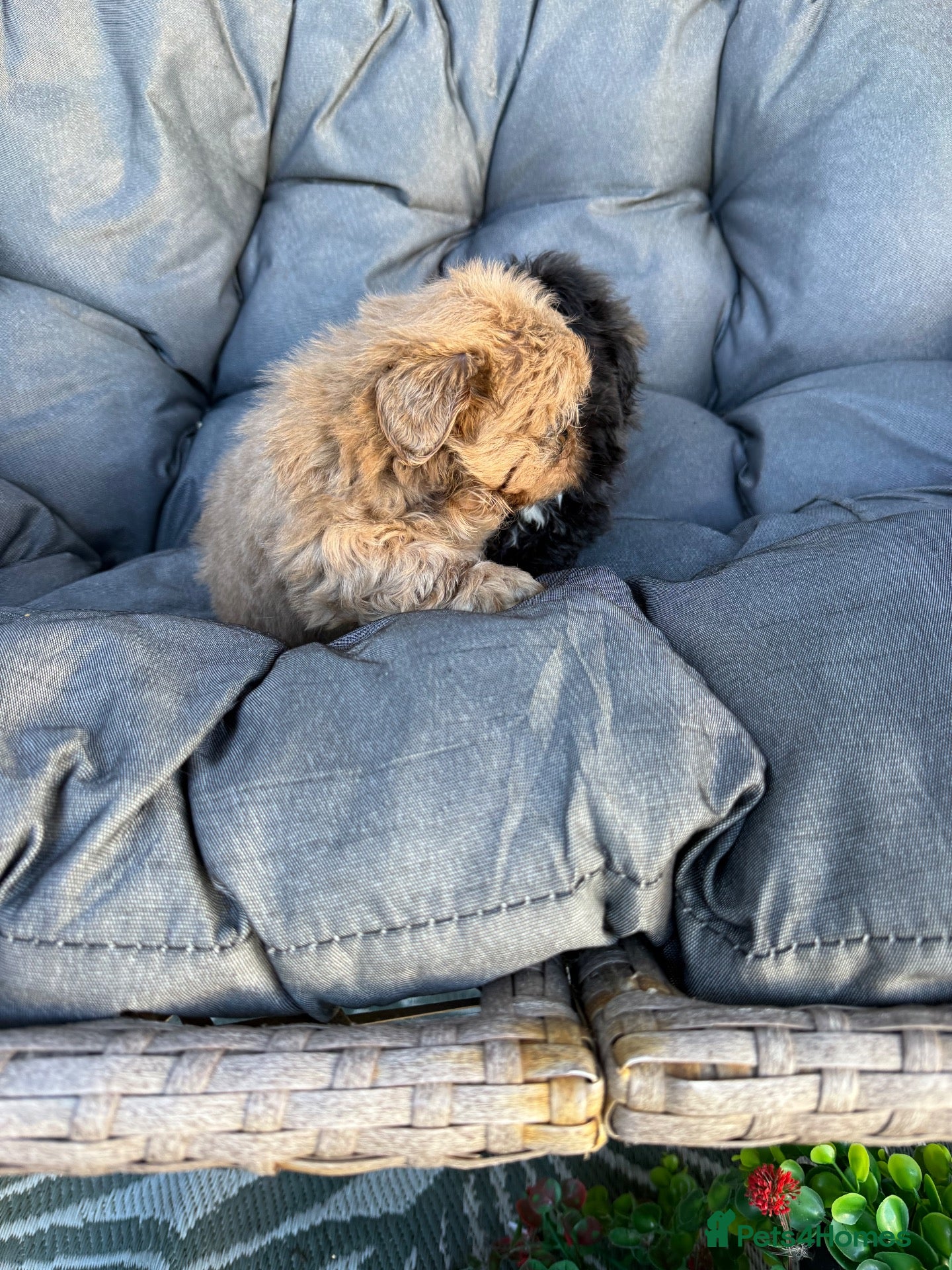 Shih Tzu dogs RARE BLUE Healthy Shihtzu BOY Kc registered  - Advert 2