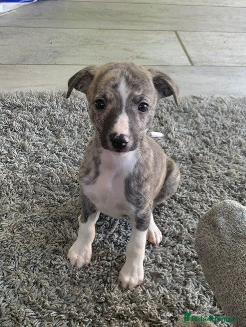 Whippet dogs Home reared pedigree Whippet Puppies - Advert 7