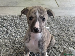 Whippet dogs Home reared pedigree Whippet Puppies - Advert 7