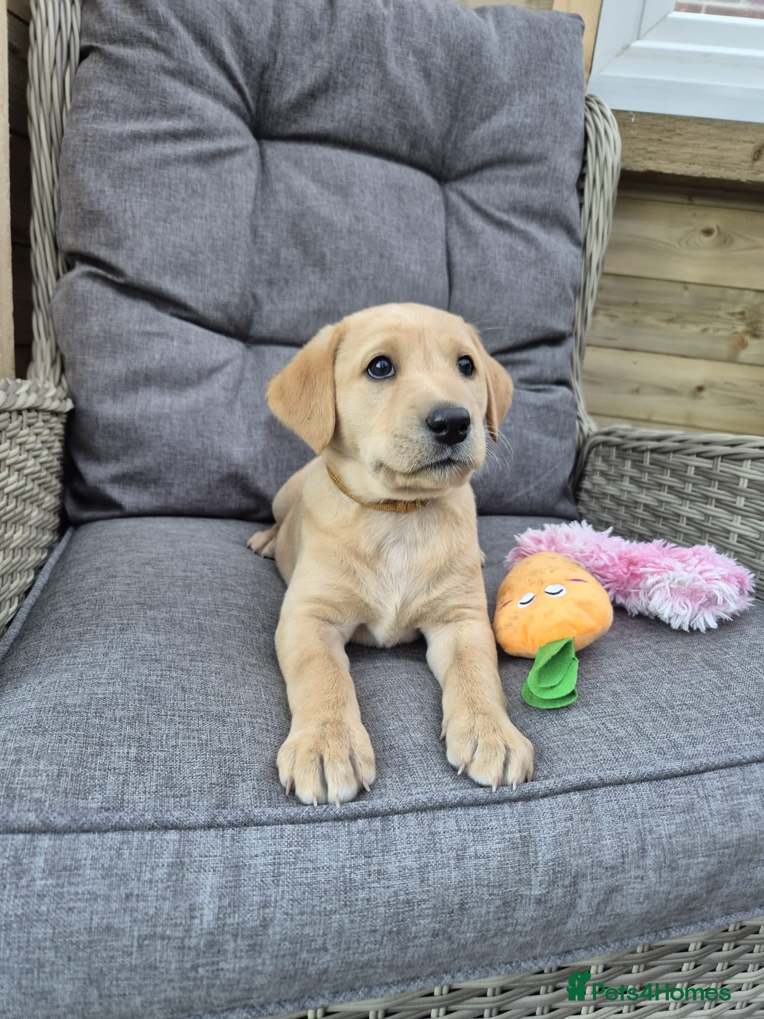Labrador Retriever dogs Labrador retriever KC registered puppies - Advert 1