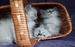 Siberian cats for sale: Siberian kittens for sale  - Image 10