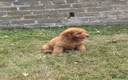 Cockapoo dogs for sale: Ready NOW Apricot and Chocolate F1b Cockapoo’s - Image 11