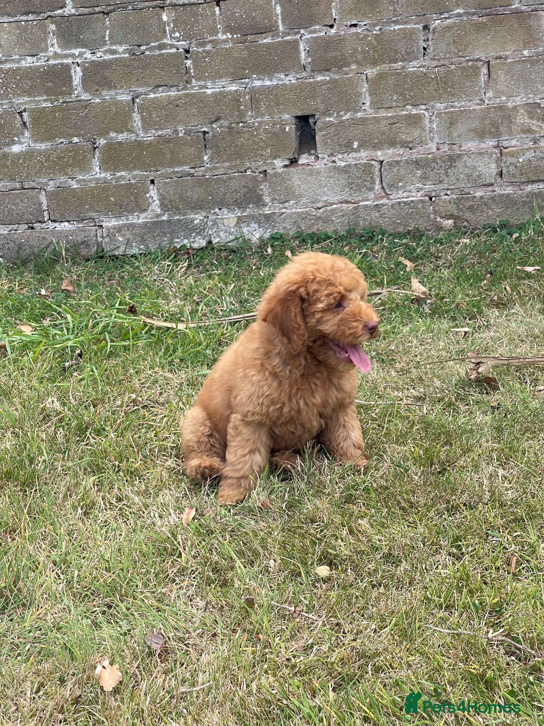 Cockapoo dogs for sale: Ready NOW Apricot and Chocolate F1b Cockapoo’s - Image 11