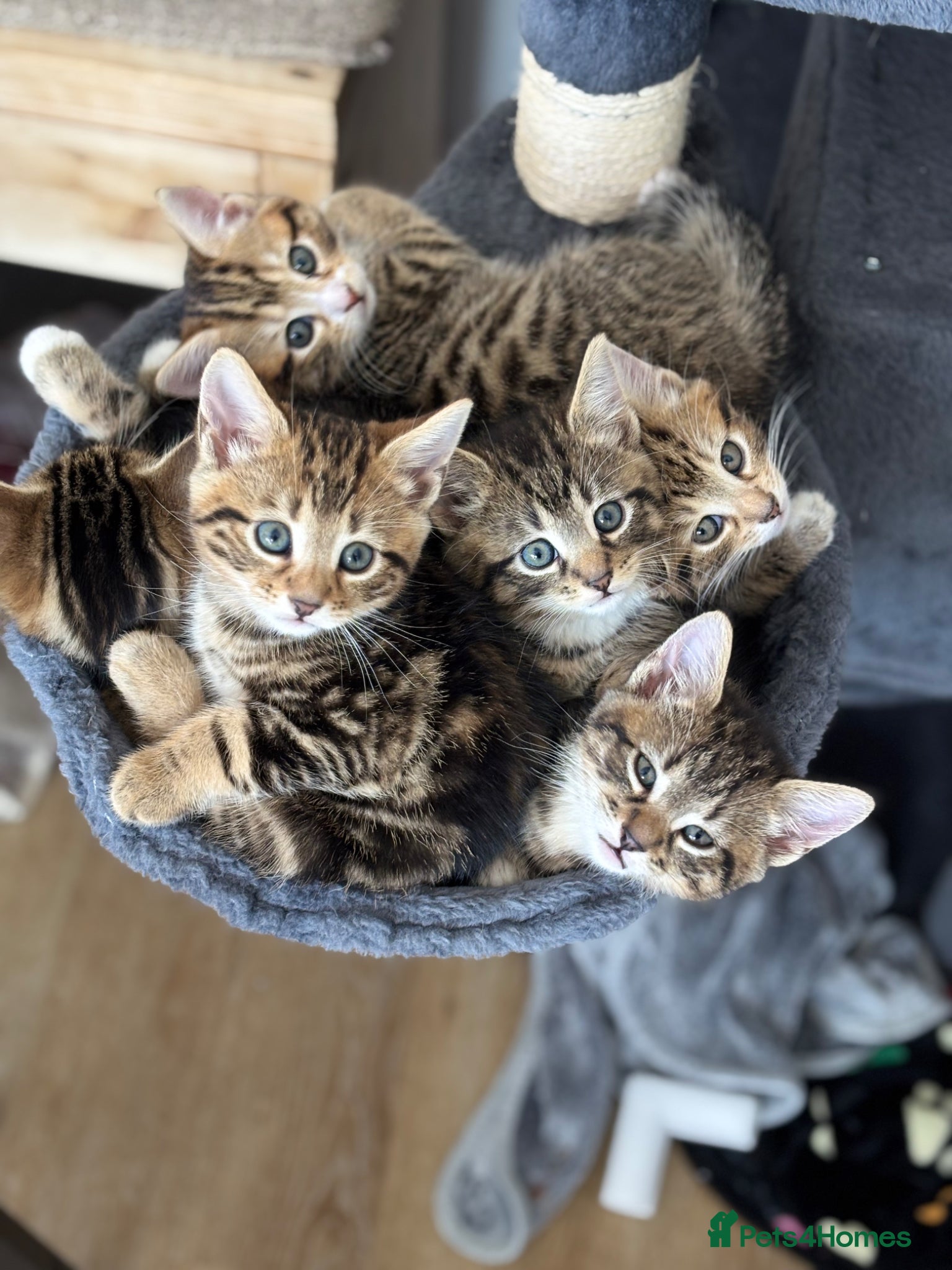 Mixed Breed cats Tabby kittens  - Advert 13