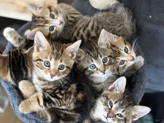 Mixed Breed cats Tabby kittens - Advert 13