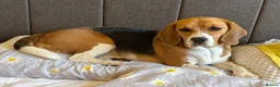 Beagle dogs for sale: Lovely Beagle for sale - Advert 2