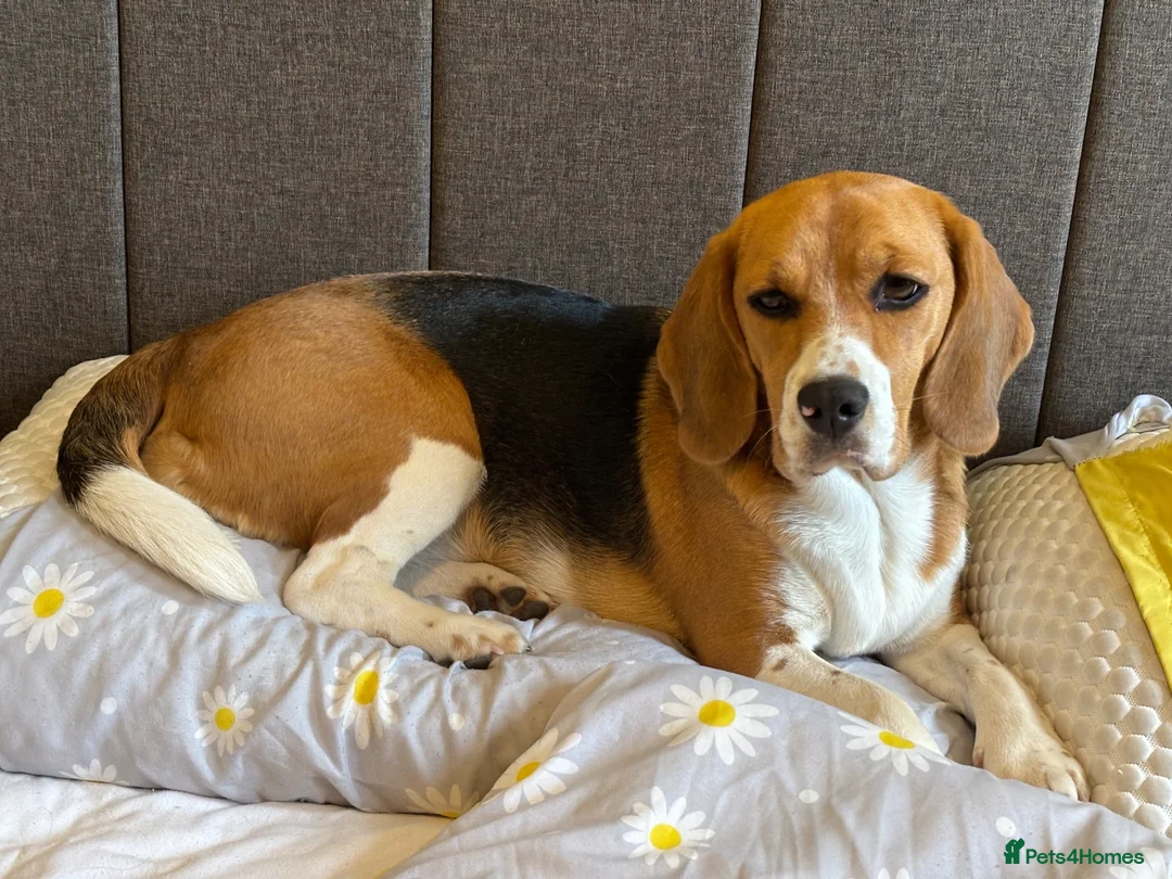 Beagle dogs for sale: Lovely Beagle for sale - Advert 2